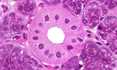 Histology and Cell Biology
